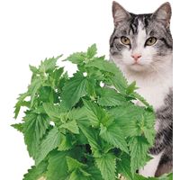Microgarden Plant Pod - Catnip 